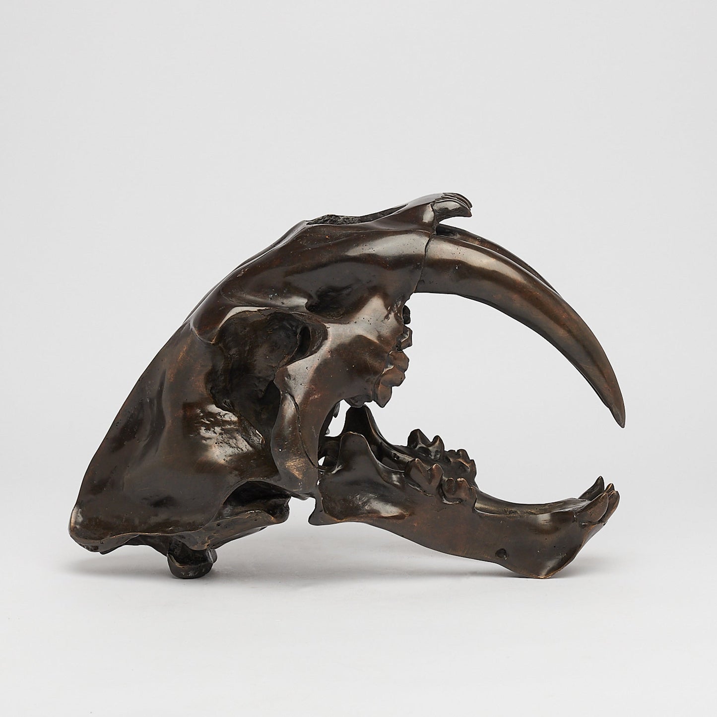 Bronzen Sabeltandtijger