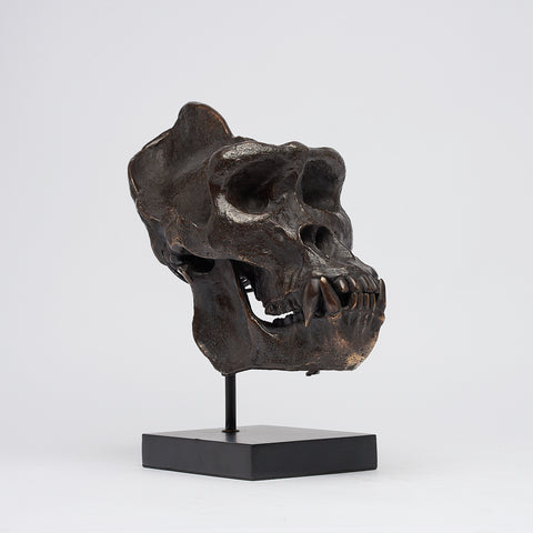Jungle Koning Gorillaschedel
