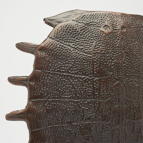Opvallend Schildpadschild