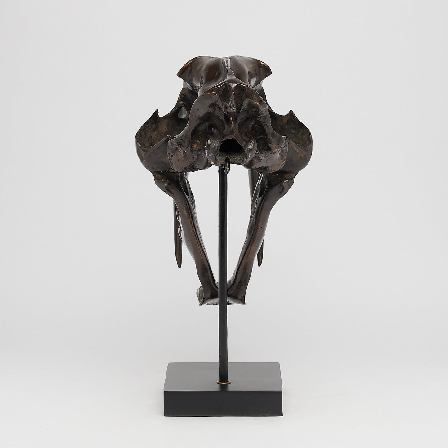 Bronzen Sabeltandtijger